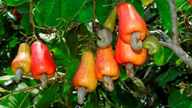 Kỳ vọng vụ điều bội thu