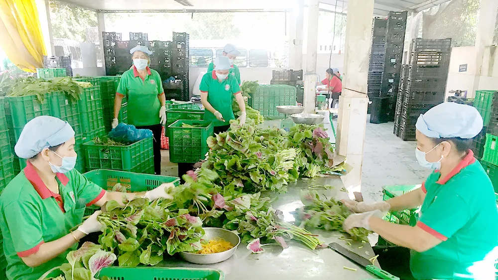 Thực phẩm VietGAP khó vào bếp ăn học đường