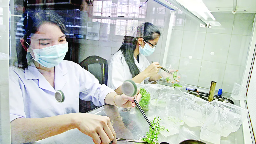Đưa công nghệ mới vào trồng rau