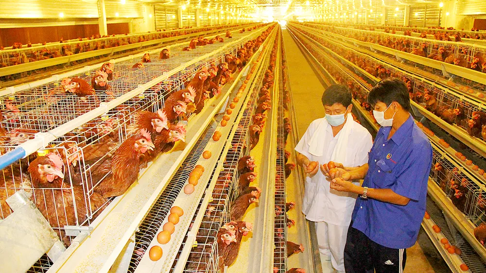 Chăn nuôi gia cầm sôi động trở lại