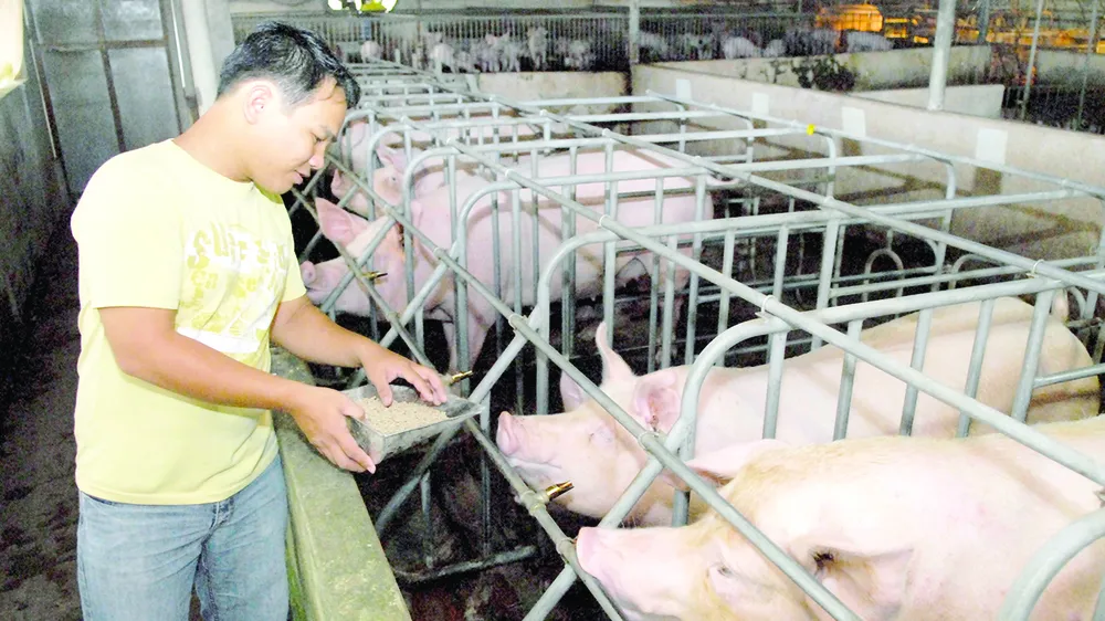 Tập trung xử lý chất thải trong chăn nuôi