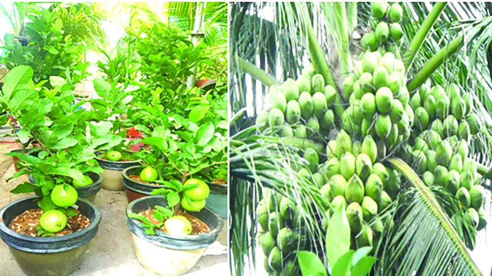 Đi Co.opmart mua cây ổi có trái giá chỉ 50.000 đồng/cây