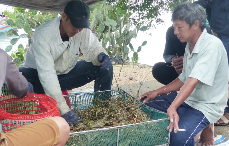 Người nuôi hải sản ở Phú Yên xuất bán tôm hùm trước khi bão số 5 đổ bộ