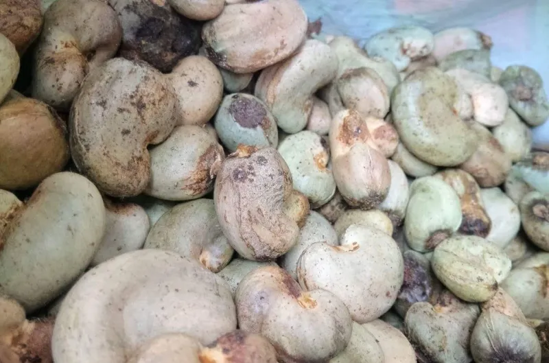 Xây dựng quy chuẩn hạt điều thô 