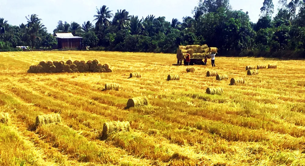 Đa dạng thị trường xuất khẩu gạo