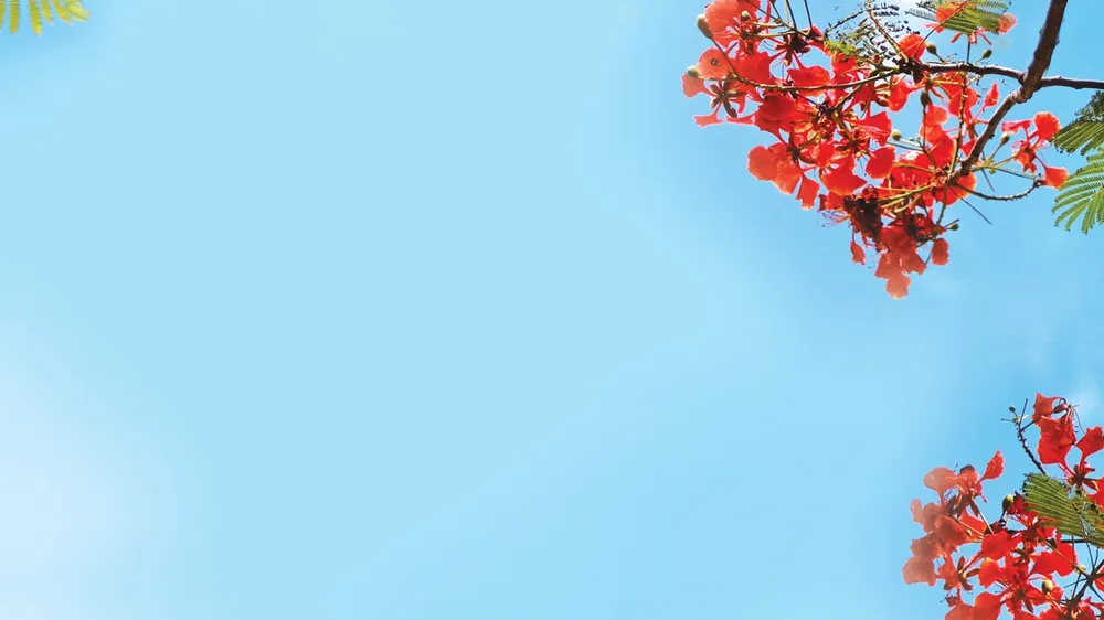 Những mùa hoa trôi…