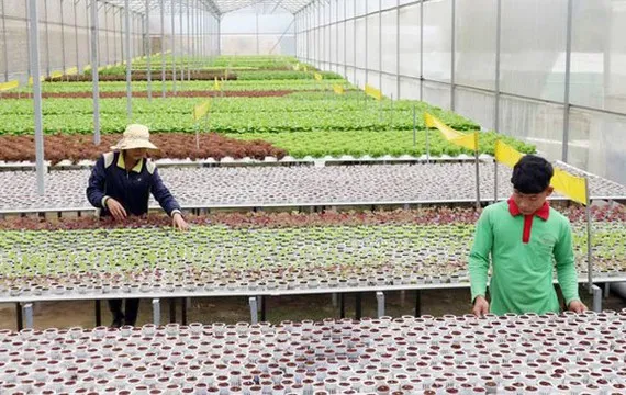 Nông nghiệp bền vững tăng năng suất