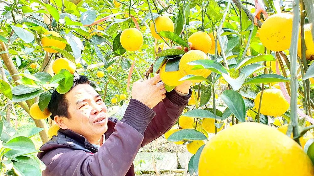 Cam Xã Đoài được giá vụ tết