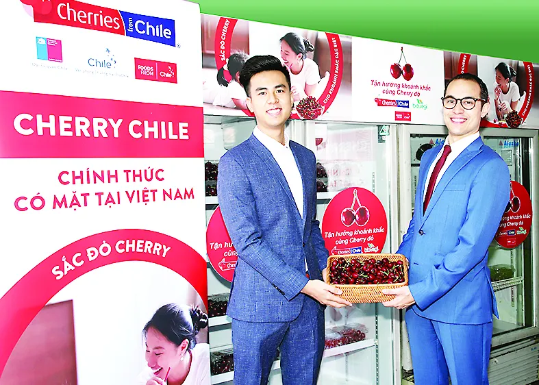 Cherry Chile lần đầu được nhập vào Việt Nam