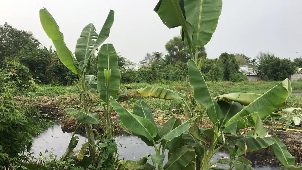 Căng mình giữ đất công viên cây xanh 