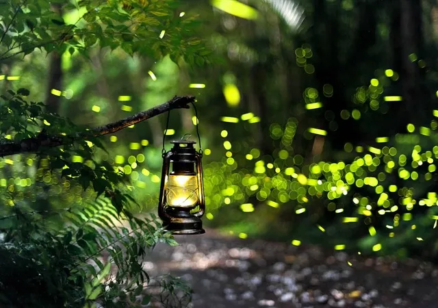 Đom đóm ở đâu giữa vạn ánh đèn