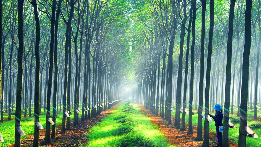Nâng cao giá trị cây cao su ​