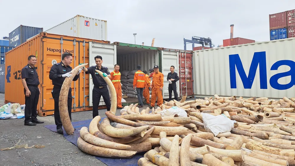 Hải Phòng: Phát hiện vụ buôn lậu 7 tấn ngà voi 