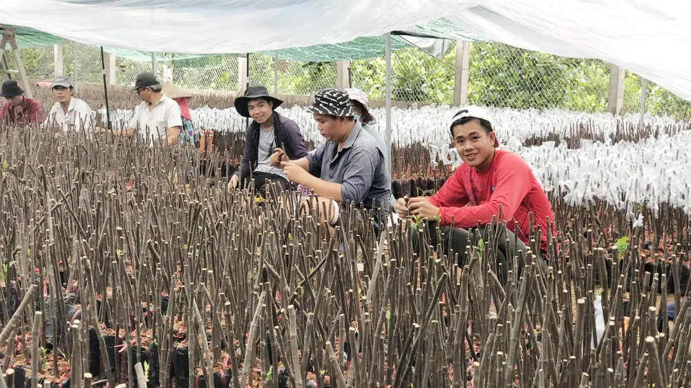 Tăng cường xây dựng và củng cố hệ thống nhân giống cây ăn quả