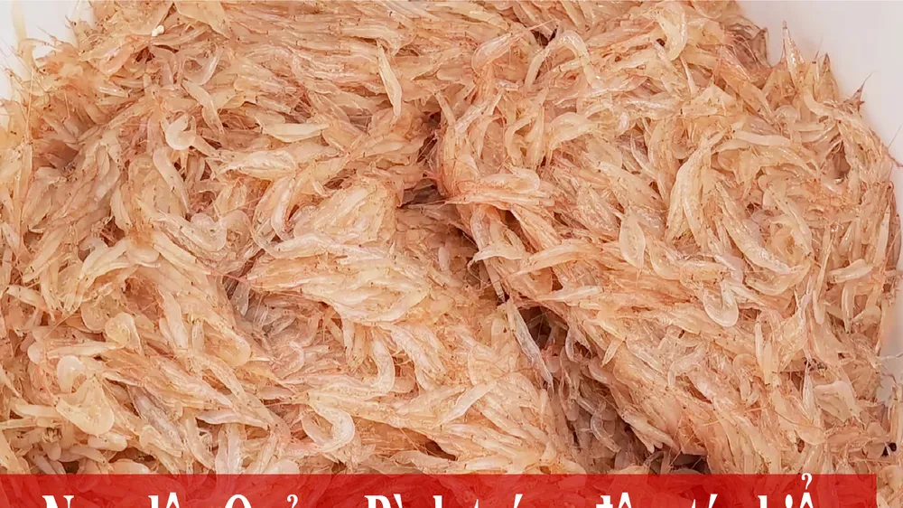 Ngư dân bãi ngang làm tép biển