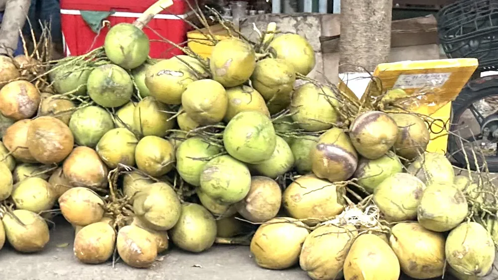 Giá dừa tươi và dừa khô tăng cao, cầu vượt cung
