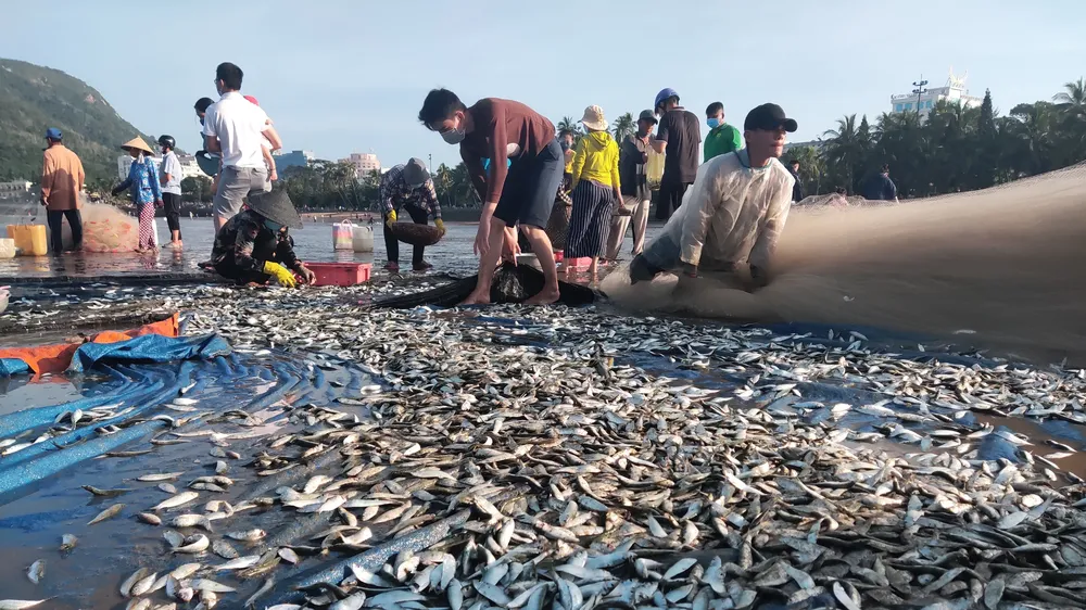 Ngư dân Vũng Tàu trúng đậm mùa cá trích