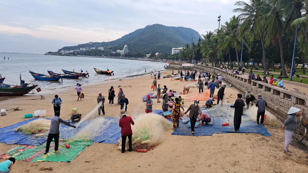 Ngư dân Vũng Tàu trúng đậm mùa cá mai