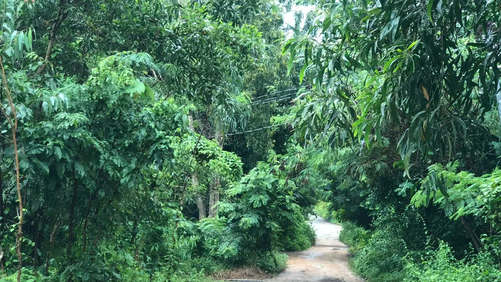 Đường dẫn vào nhà nạn nhân