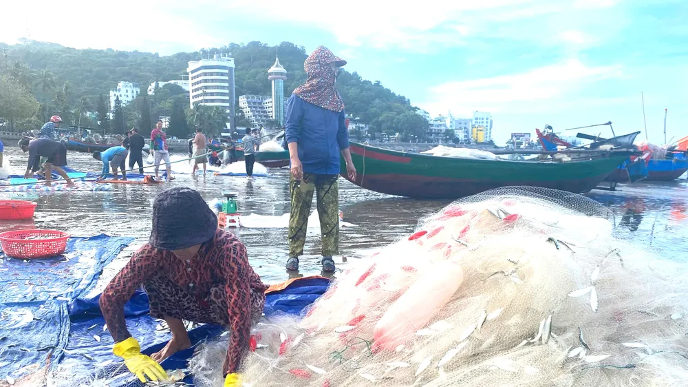 Ngư dân Vũng Tàu bội thu cá trích cuối vụ
