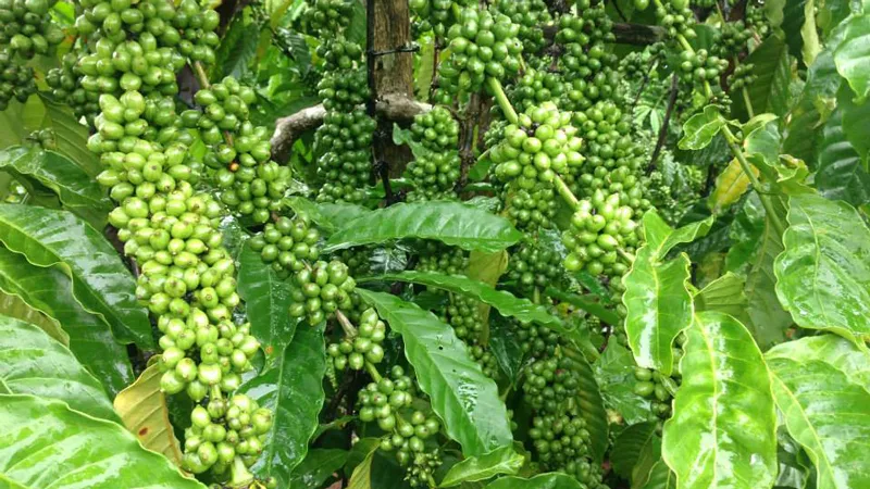 Đắk Lắk: Kẻ gian chặt phá tiêu và cà phê người dân 