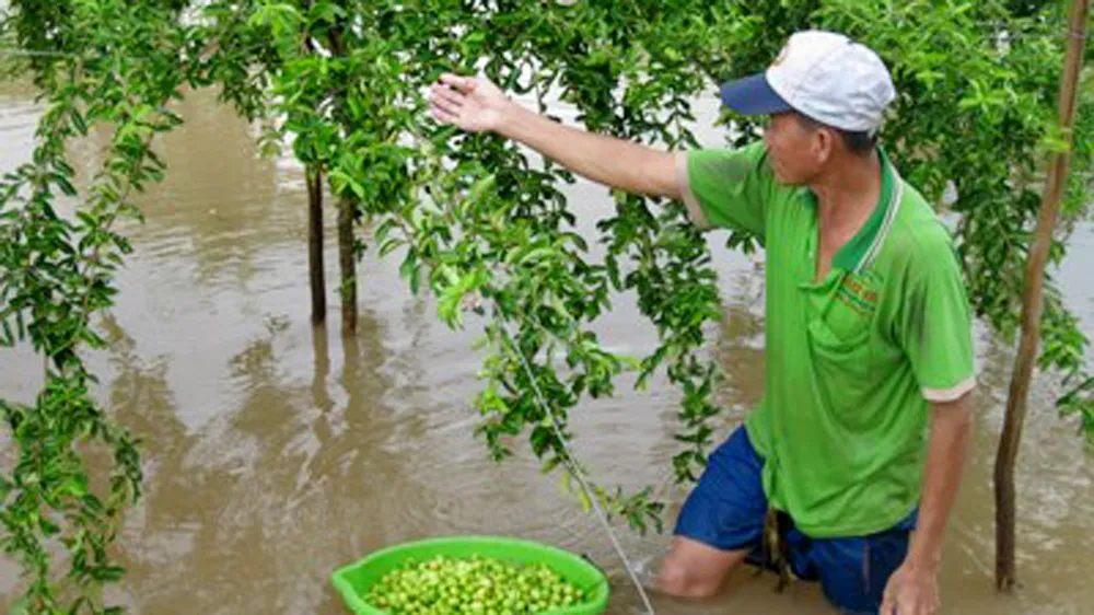 Khẩn trương bảo vệ vườn cây mùa lũ