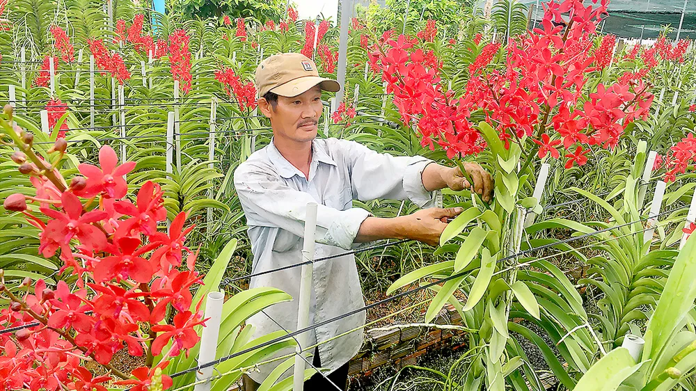 Mỏi mòn chờ giống cây trồng