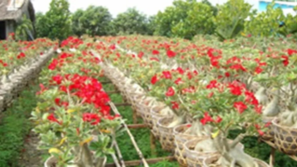 Trồng hoa tết ở Bình Chánh