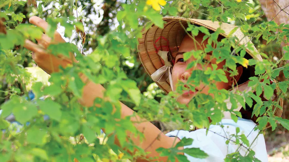 Kỳ tích khổ qua rừng