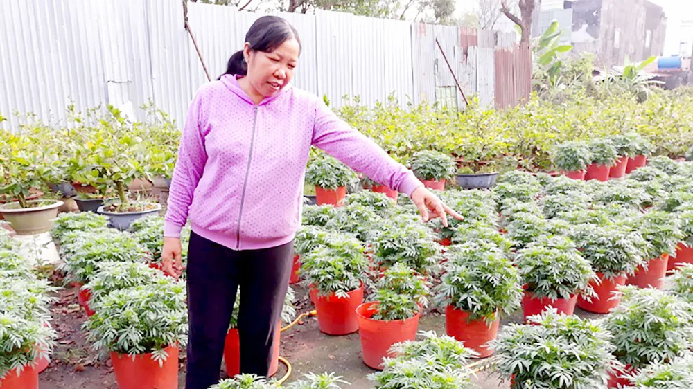 Thu lãi cao từ trồng bí lấy đọt 