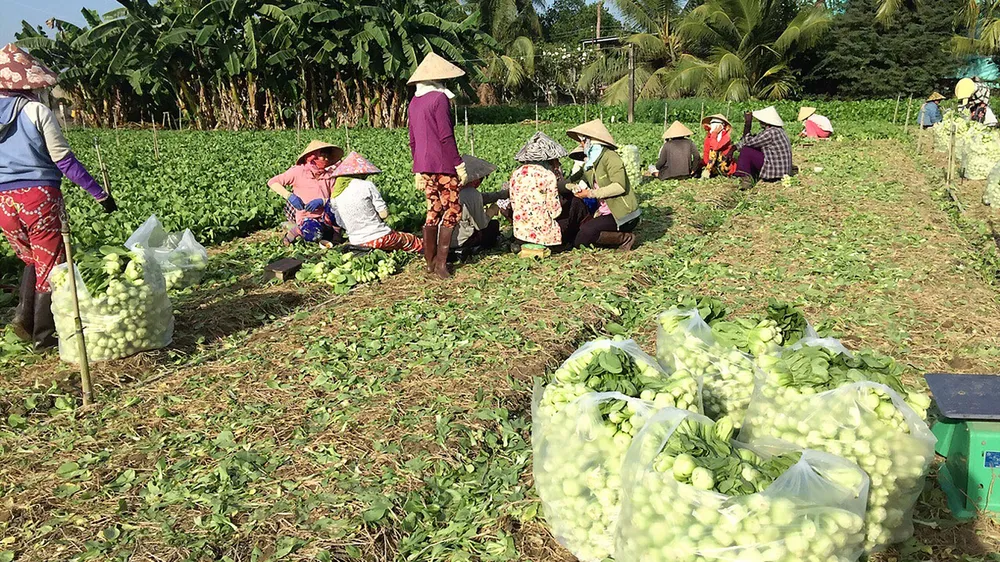 Giúp người trồng rau ở Gò Công 