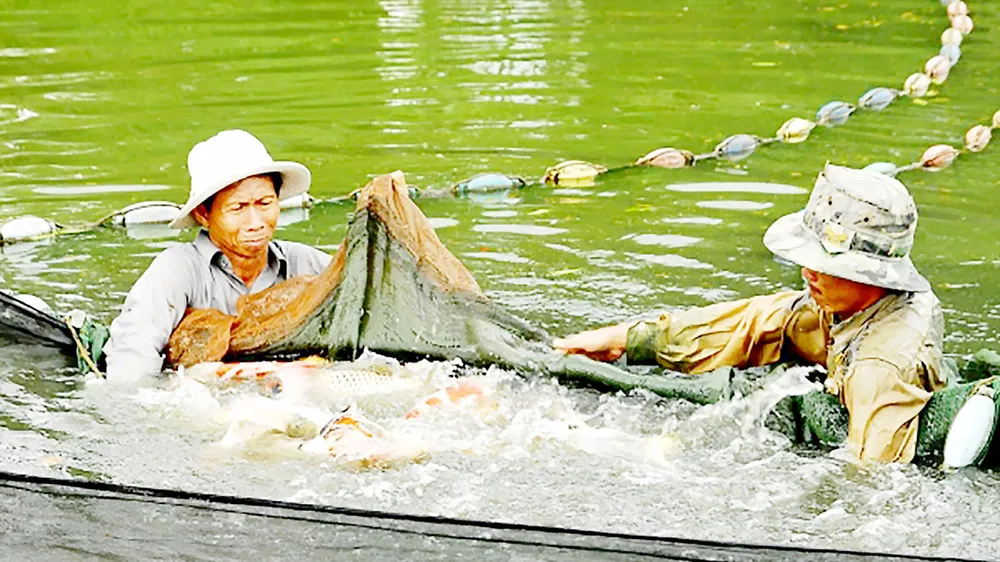 Nông nghiệp TPHCM phát triển theo mô hình nào? - Bài 1: Tăng tốc