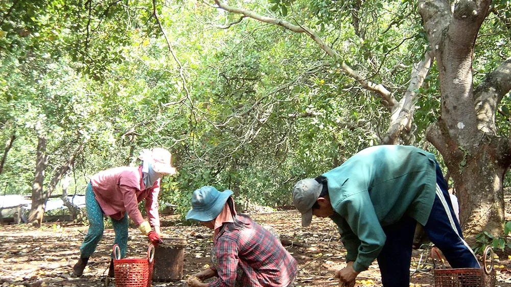Ngăn chặn tình trạng bán điều non