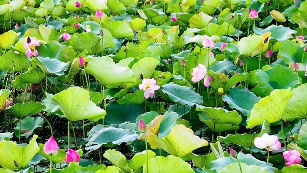 Trồng sen, thoát nghèo 