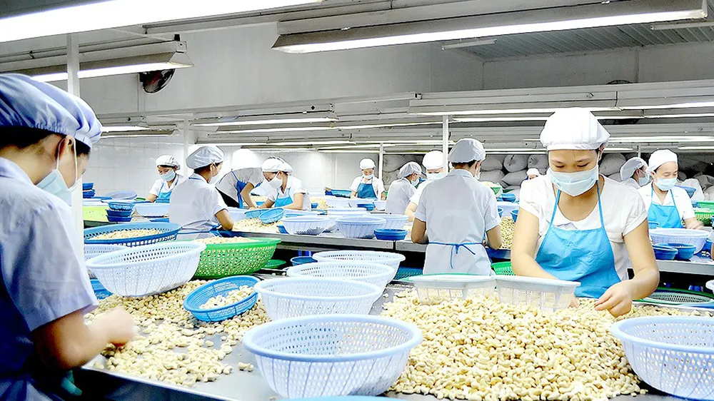 Phân loại hạt điều tại một công ty ở Bình Phước