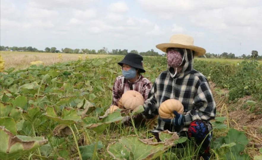 Cà Mau: Bí đỏ... bí đầu ra, địa phương kêu gọi giải cứu