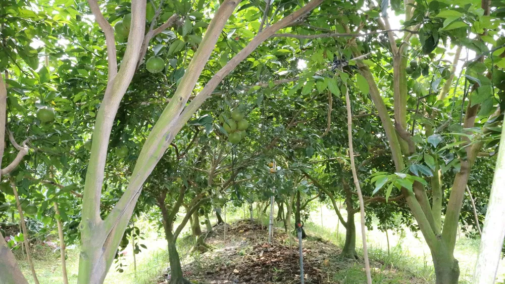 Khai thác tiềm năng, lợi thế để phát triển du lịch sinh thái ở Minh Thạnh, TPHCM