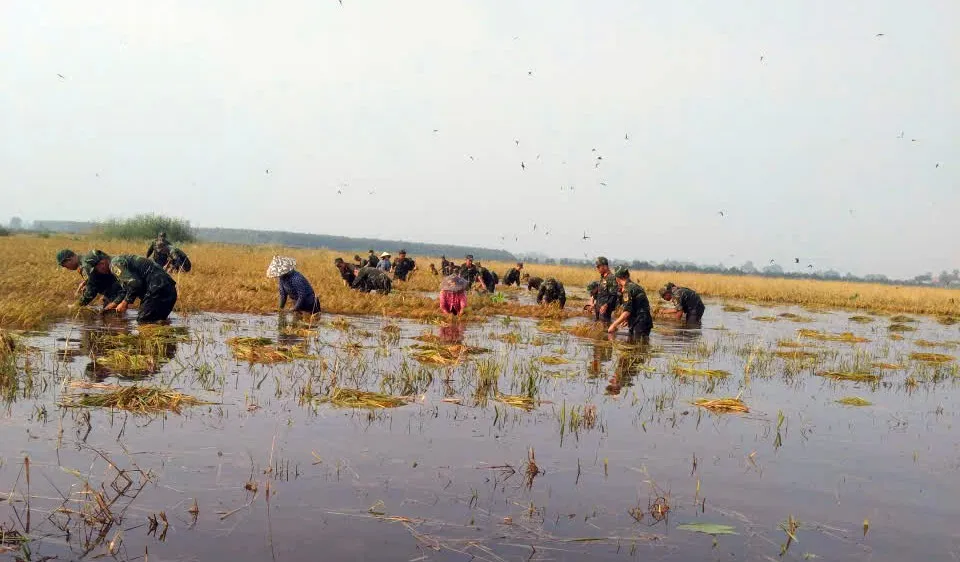 Cán bộ, chiến sĩ nỗ lực gặt lúa, giúp người dân hạn chế thiệt hại do mưa lũ