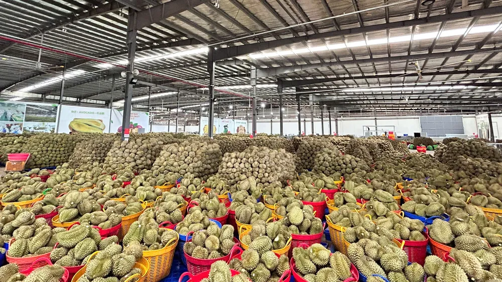 Xuất khẩu rau quả đạt gần 7,4 tỷ USD trong 9 tháng năm 2026