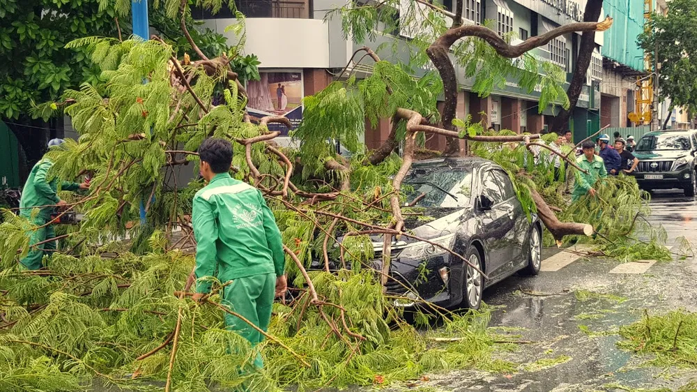 Một cây phượng tại Đại lộ Hòa Bình, quận Ninh Kiều ngã đè lên một chiếc xe ô tô