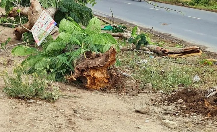 Công ty CP Công trình Đô thị Sóc Trăng lên tiếng về sự cố cây phượng bật gốc, đè chết người