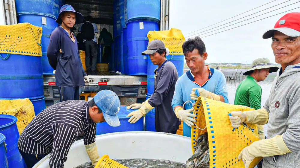 Con tôm nước lợ Sóc Trăng đã đóng góp vào giá trị xuất khẩu thuỷ sản hơn 1 tỷ USD, năm 2022