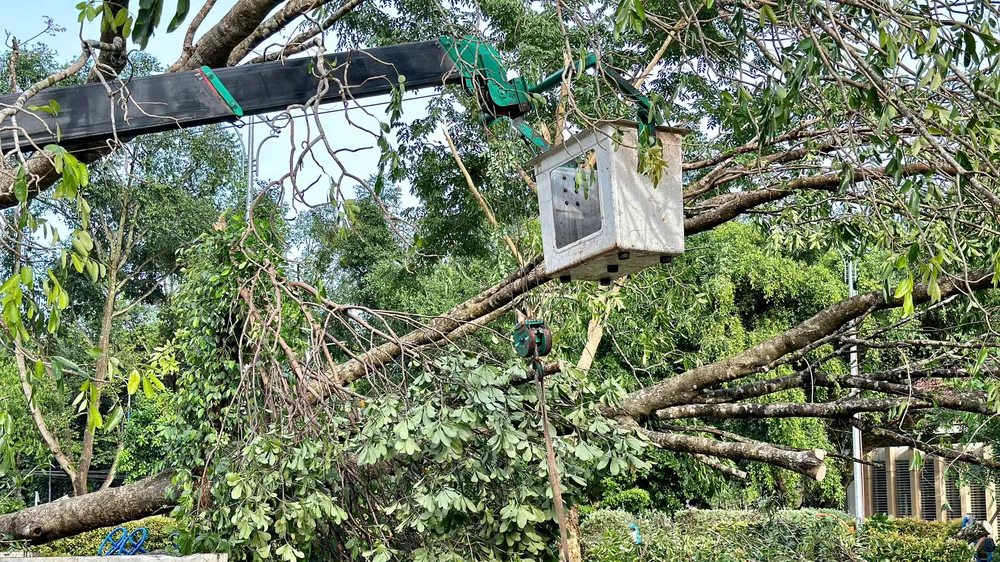 Trắng đêm dọn cây xanh ngã đổ do trời mưa