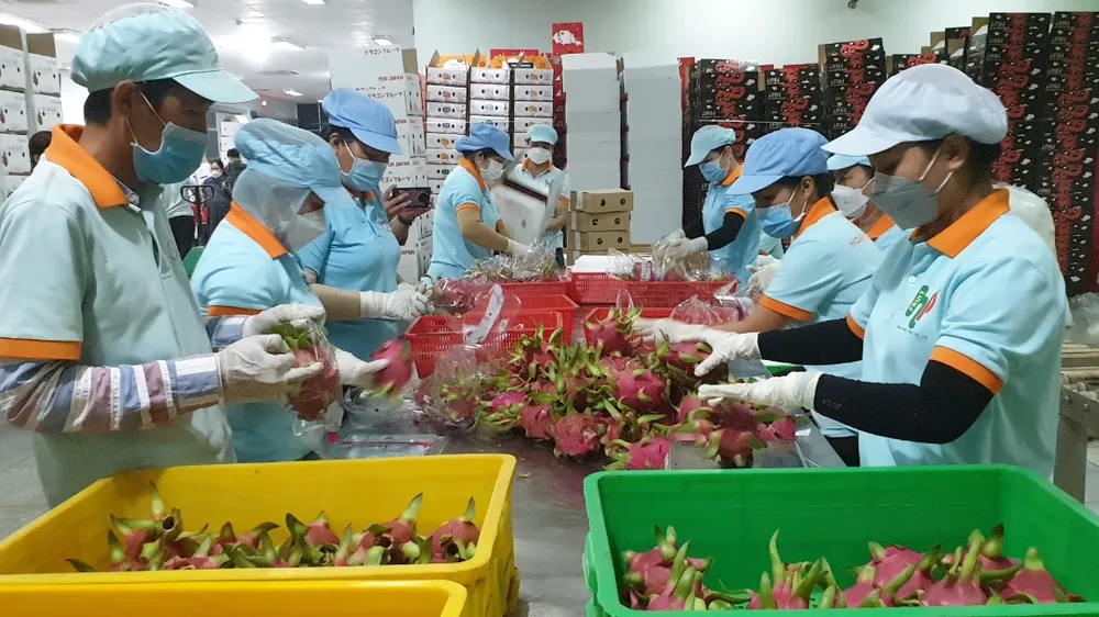 Tìm cách tiêu thụ 30.000 tấn thanh long Châu Thành