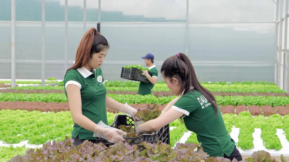 Lâm Đồng và TPHCM hợp tác sản xuất, tiêu thụ nông sản an toàn 