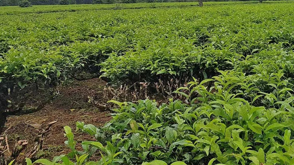  Vườn chè bị đối tượng cắt trộm trong đêm