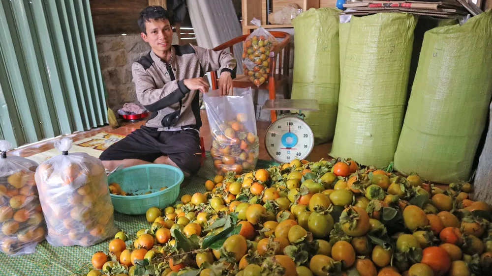 Rộn ràng mùa trái hồng ở Đà Lạt