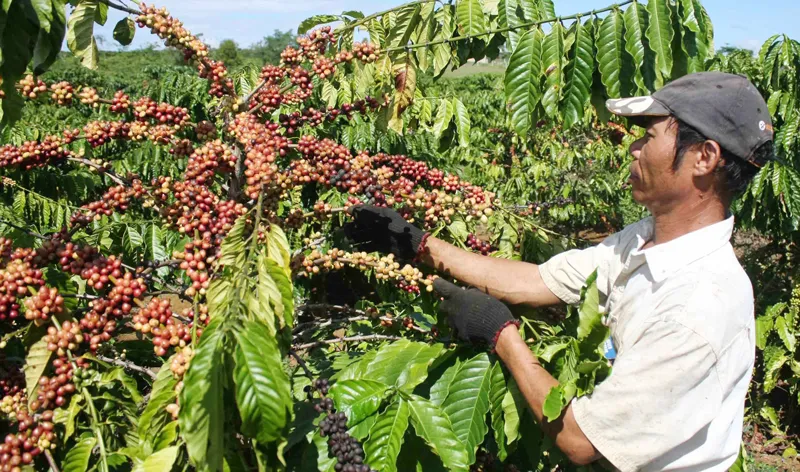 Thu hoạch cà phê tại huyện Bảo Lâm, tỉnh Lâm Đồng. Ảnh: ĐOÀN KIÊN