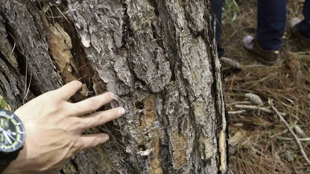 Hàng trăm cây thông 30 năm tuổi bị “tiêm” thuốc độc