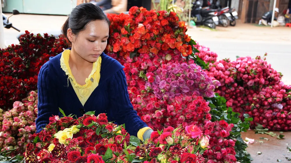 Giá hoa Đà Lạt tăng hơn gấp đôi trước lễ 20-11